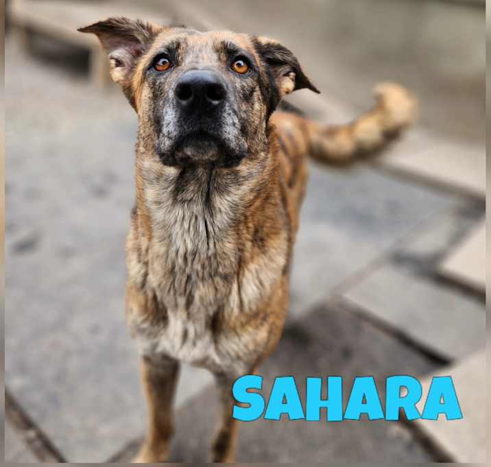 Photo of Sahara