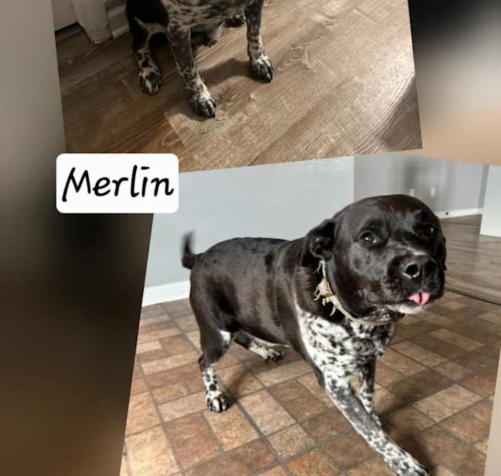 Photo of Merlin