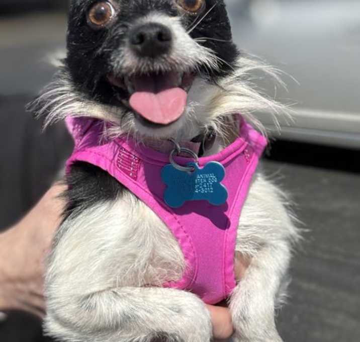 Photo of Dixie