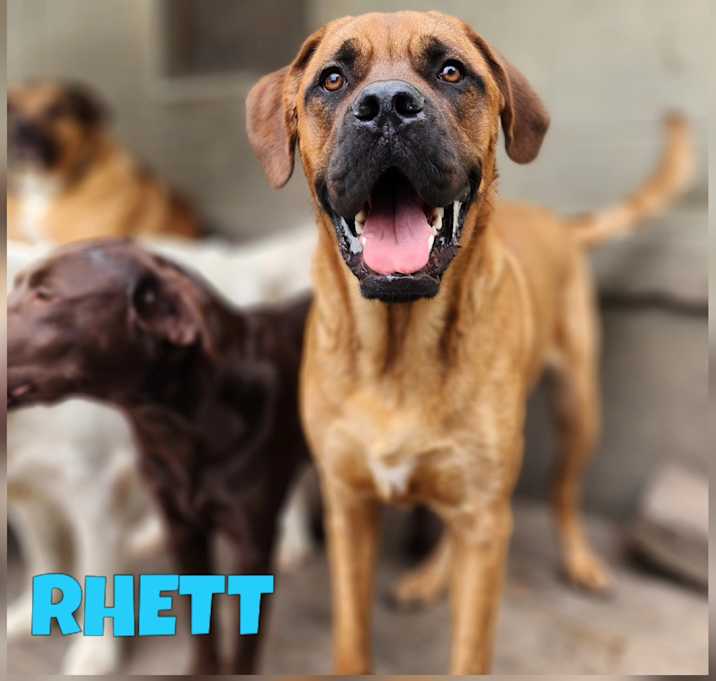 Photo of Rhett
