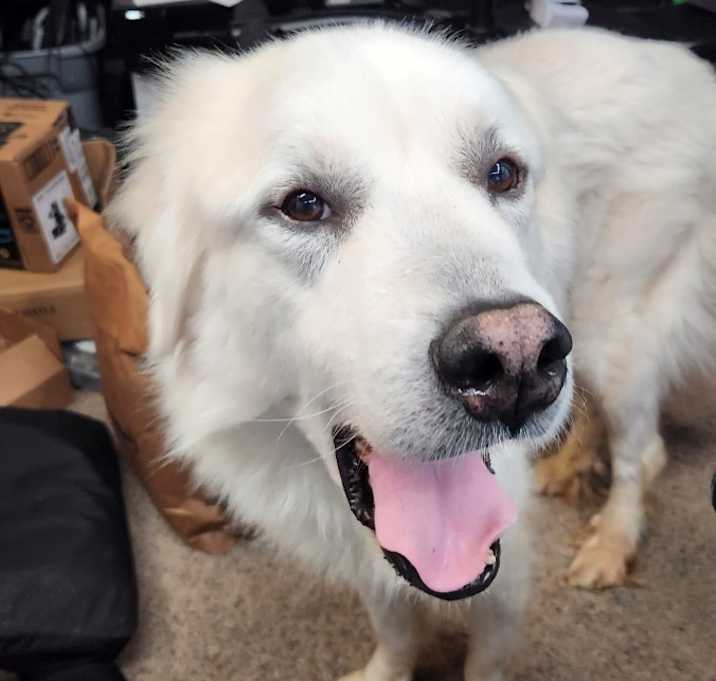 Photo of Drako