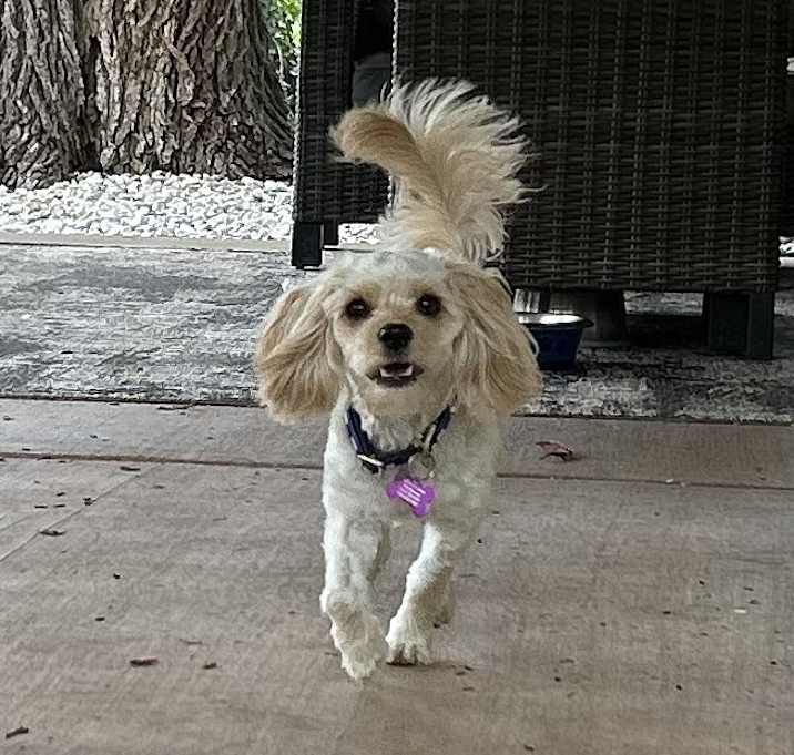 Photo of Loki