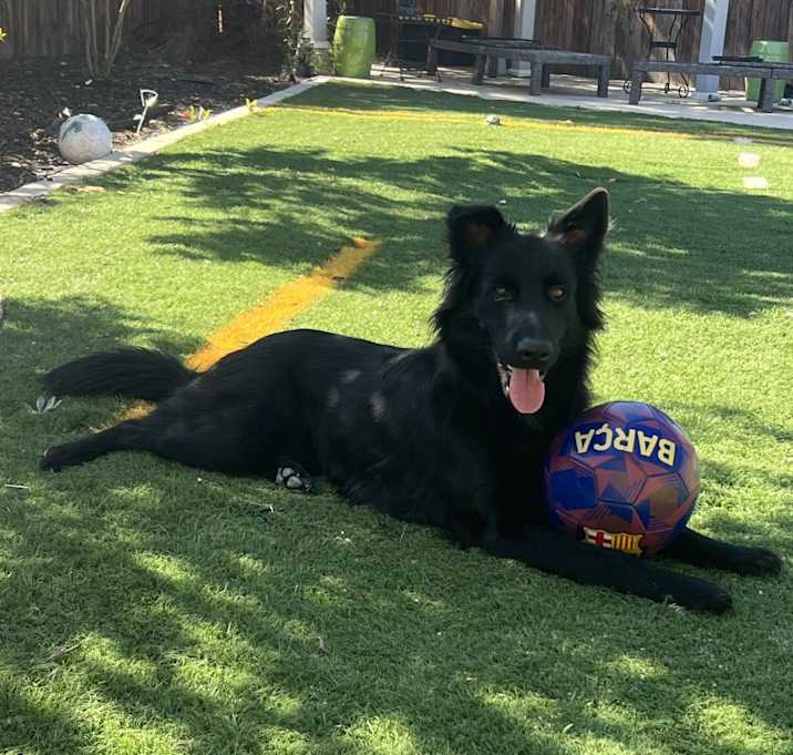 Photo of Bear
