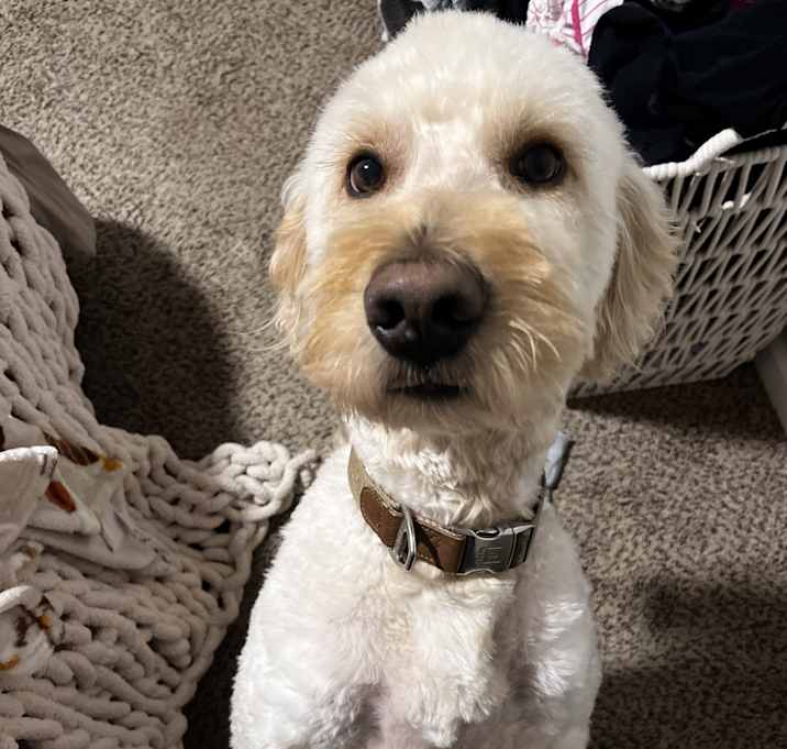 Photo of Percy