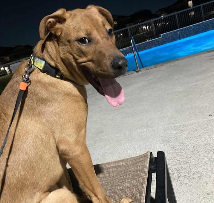 Photo of Scrappy