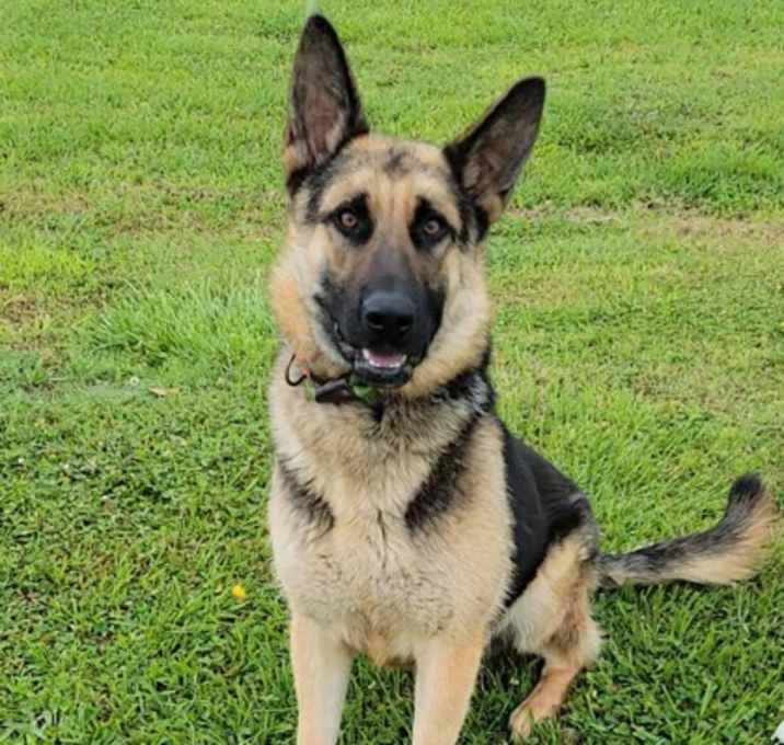Photo of Gunner