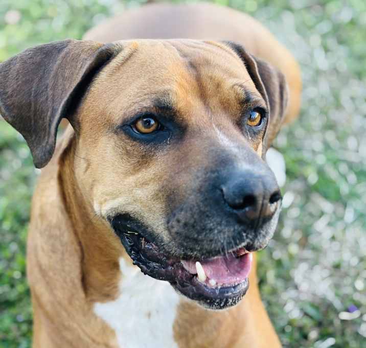 Photo of Buckle (Buck)