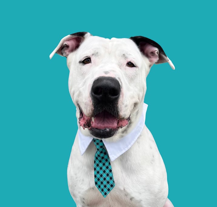 Photo of Rudy Patootie-ADOPT Me!