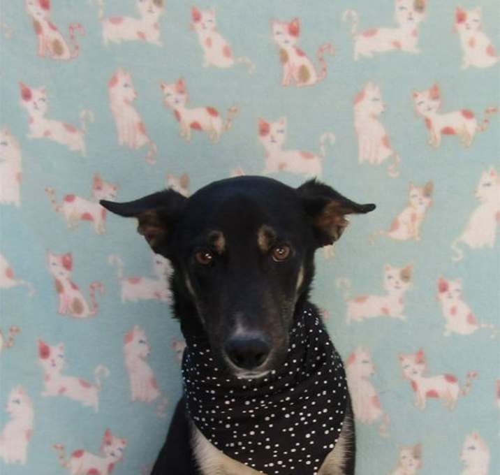 Photo of Blueel