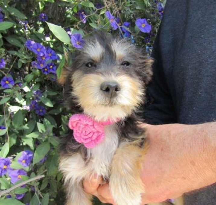 Photo of sweetyy