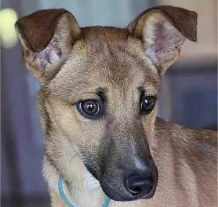 Photo of Zelda