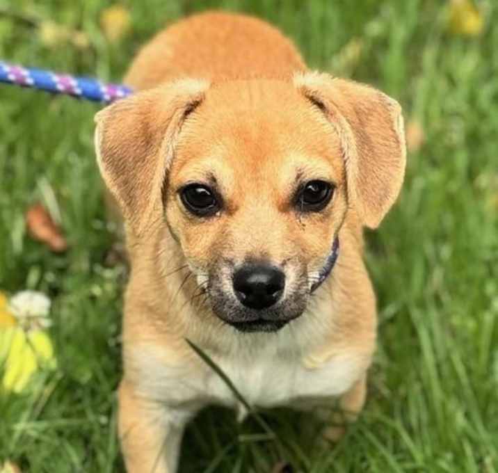 Photo of Dax