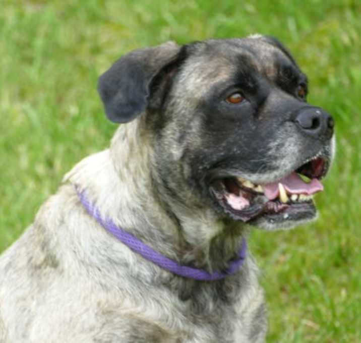 Photo of Nala (courtesy post)