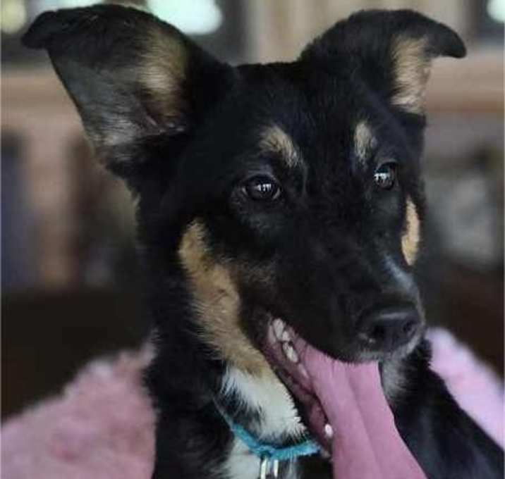 Photo of Roxy