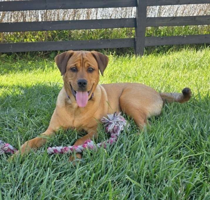 Photo of Rusty