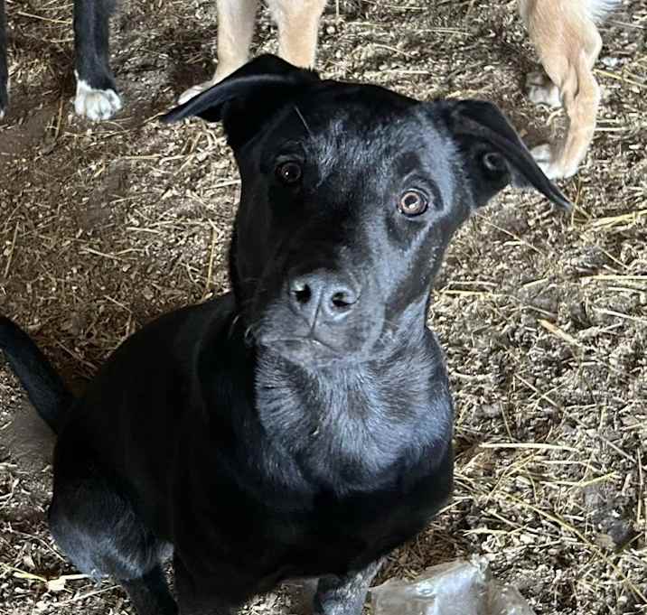 Photo of Archie