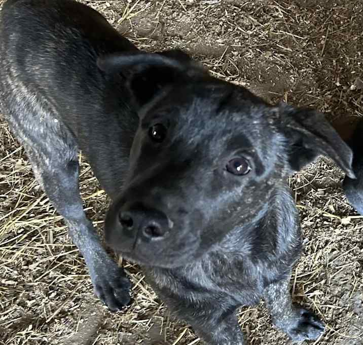Photo of Pheobe