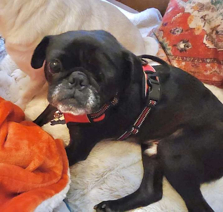 Photo of Onyx