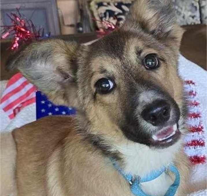 Photo of Huck
