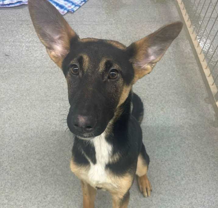 Photo of Stella