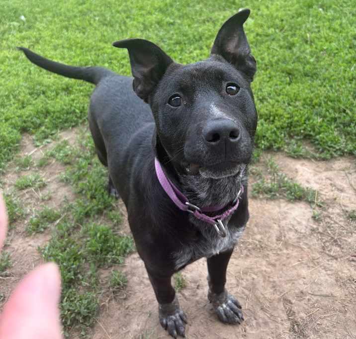 Photo of Maylark