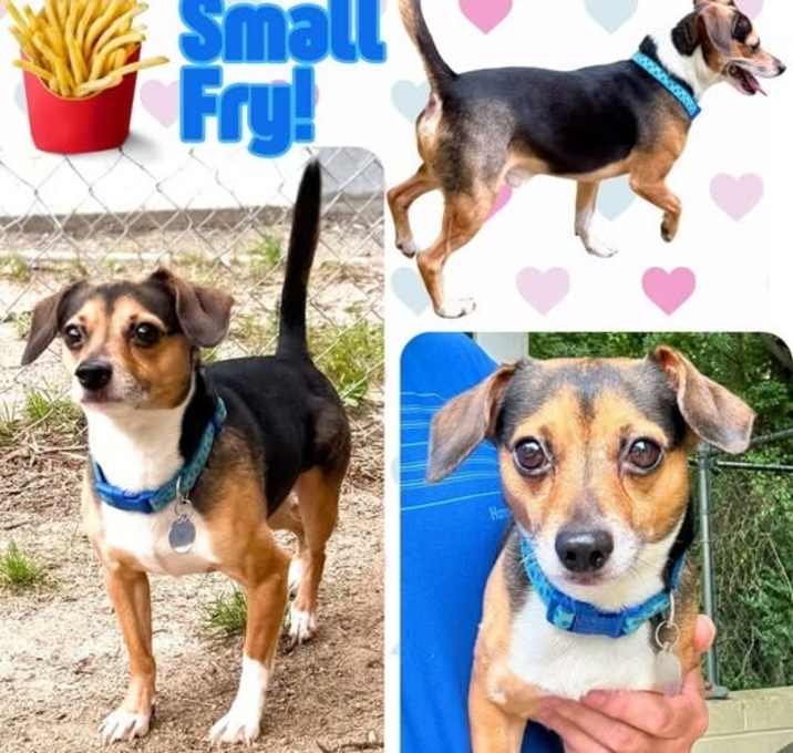 Photo of Small Fry