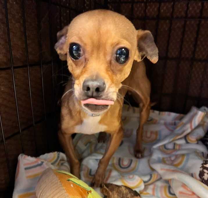 Photo of Pebbles (Grizzy)
