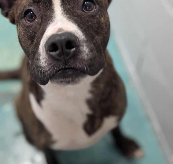 Photo of Bronco