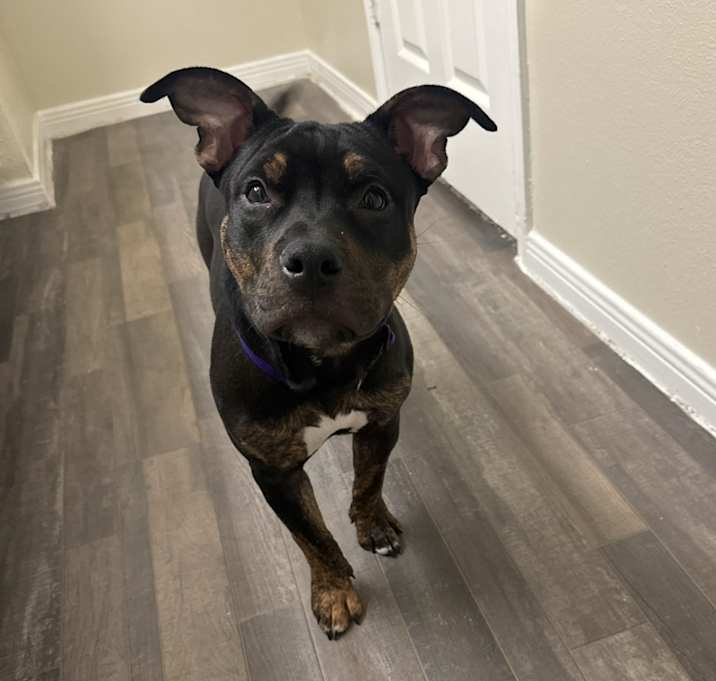 Photo of Dash