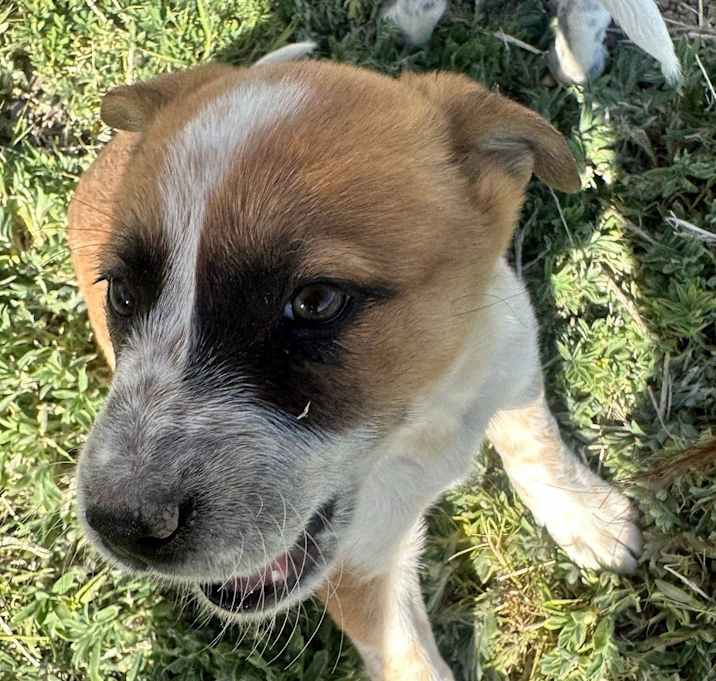 Photo of Cannoli