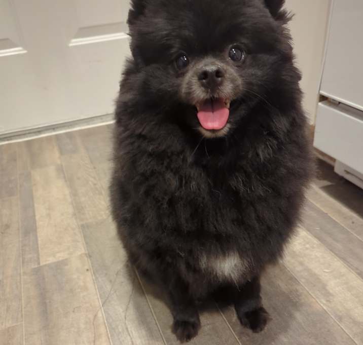 Photo of Shadow