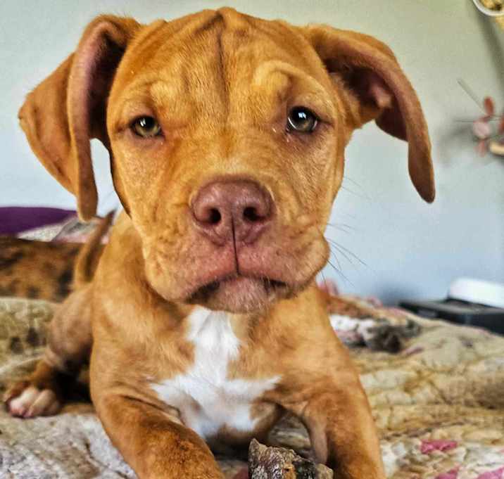 Photo of Lucifer aka Red