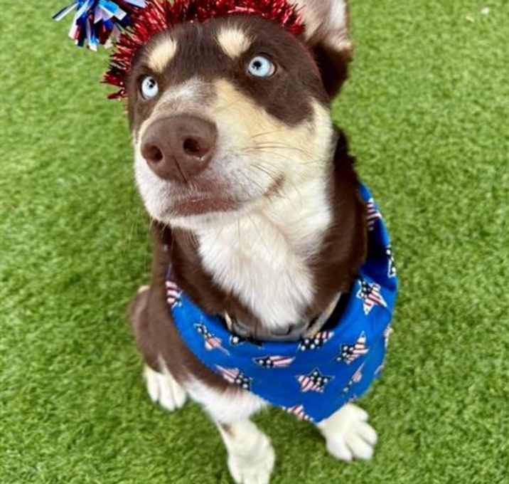Photo of BROWNIE