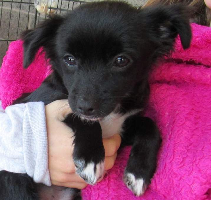 Photo of ROCKET (Puppy)