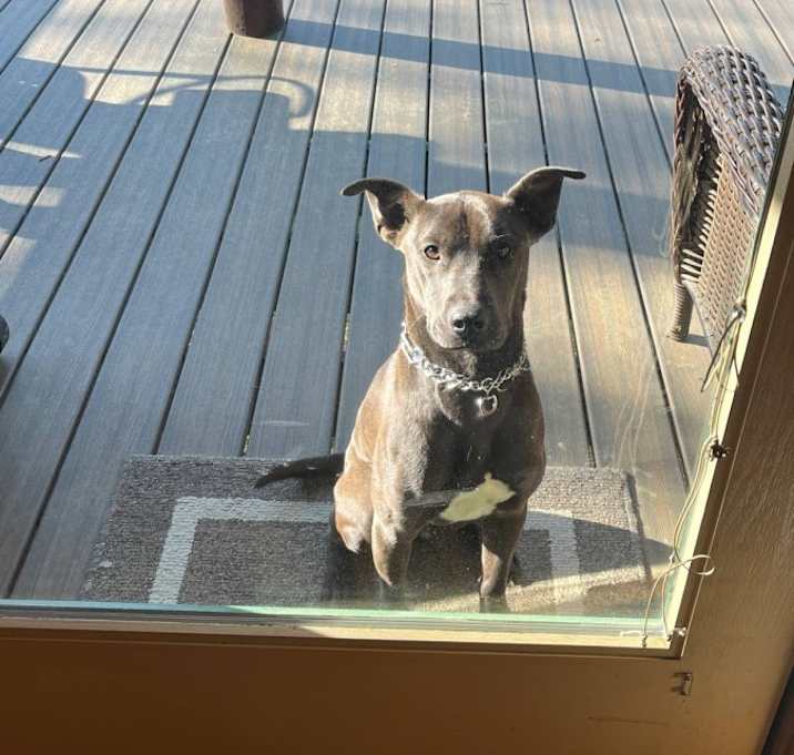 Photo of Coco