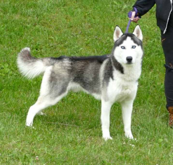 Photo of Echo (courtesy post)