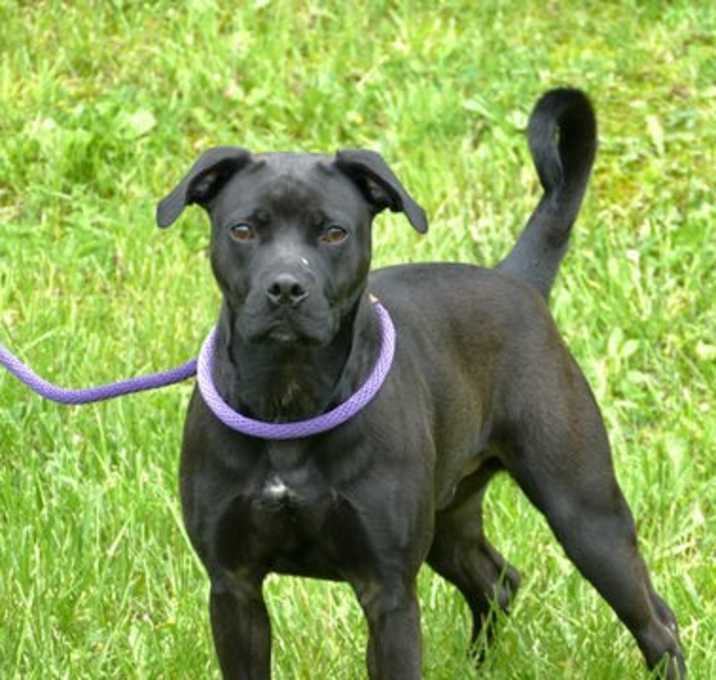 Photo of Thor (courtesy post)
