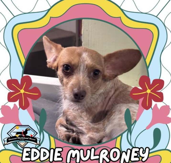 Photo of Eddie Mulroney
