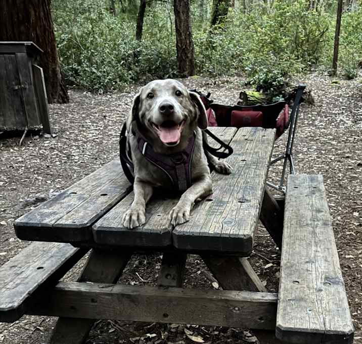 Photo of Benelli