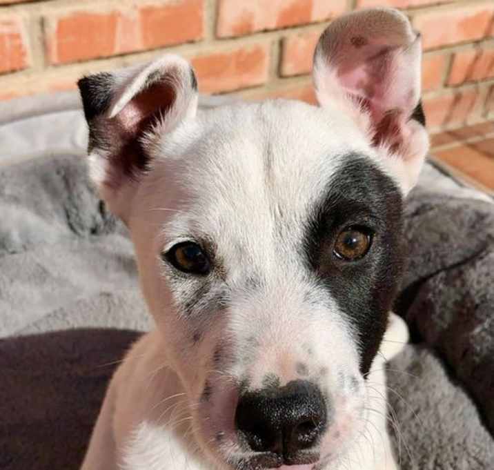 Photo of Dixy