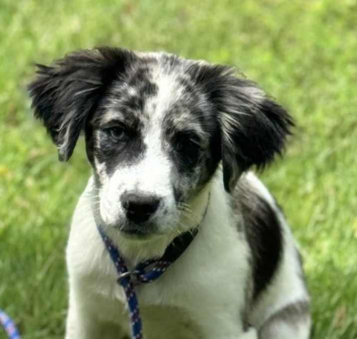 Photo of Henry