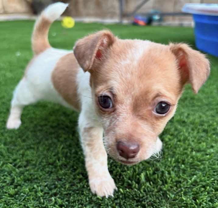 Photo of Phoebe