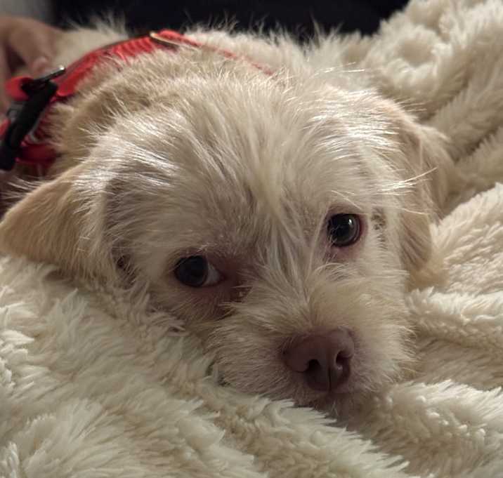 Photo of TEDDY (Puppy)