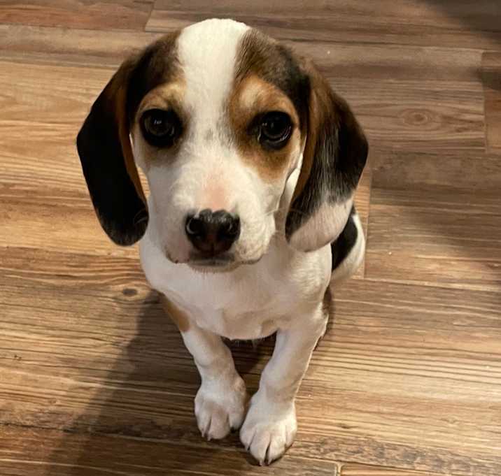 Photo of SNOOPY 