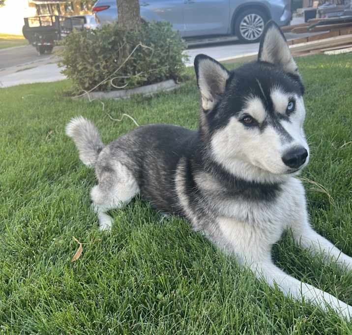 Photo of Sage