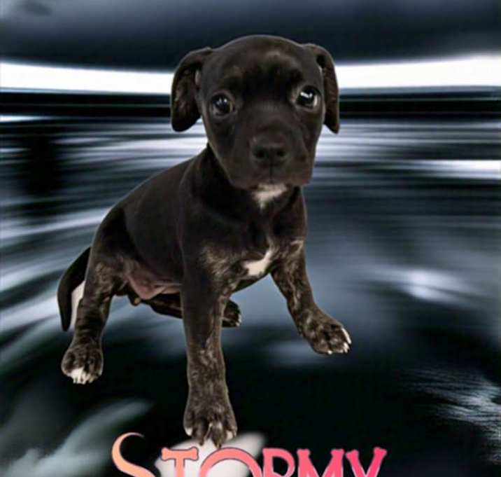 Photo of Stormy