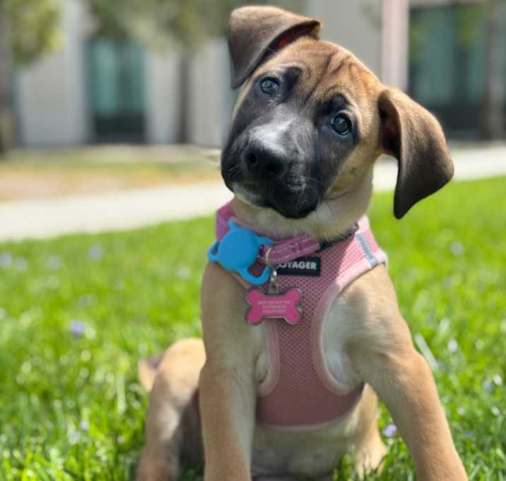 Photo of Daisy