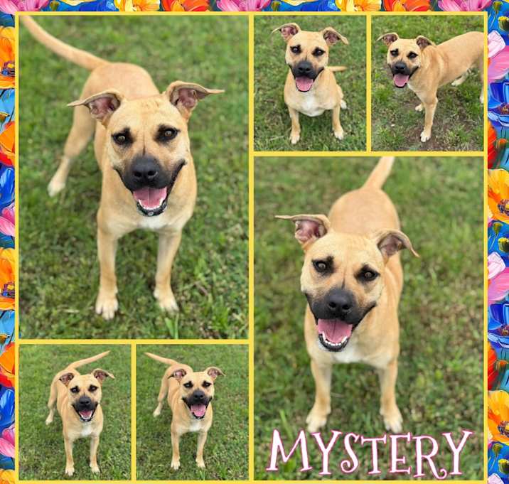 Photo of Mystery (Pogo)