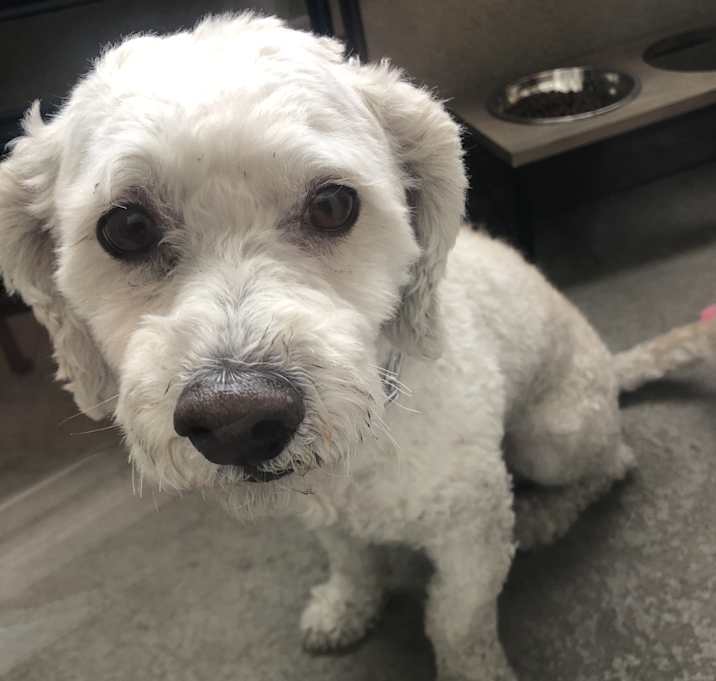 Photo of Lucky
