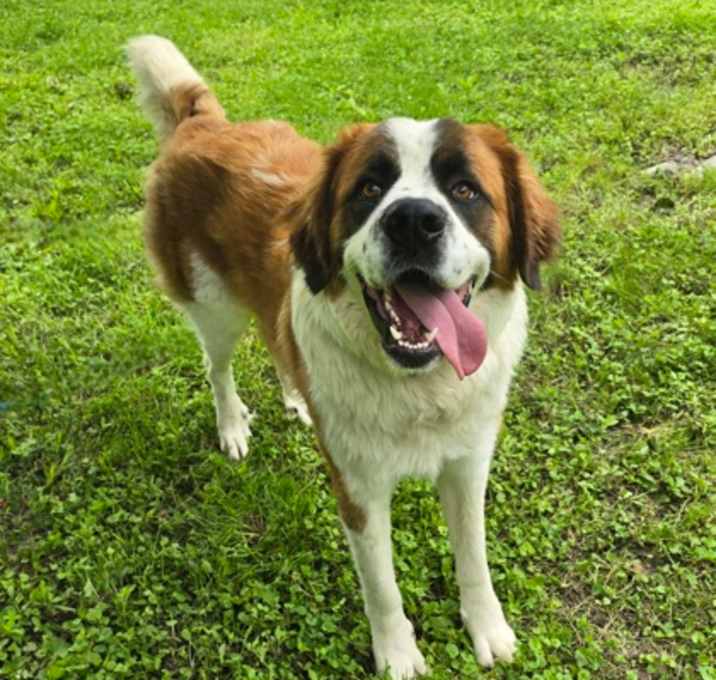 Photo of Goliath